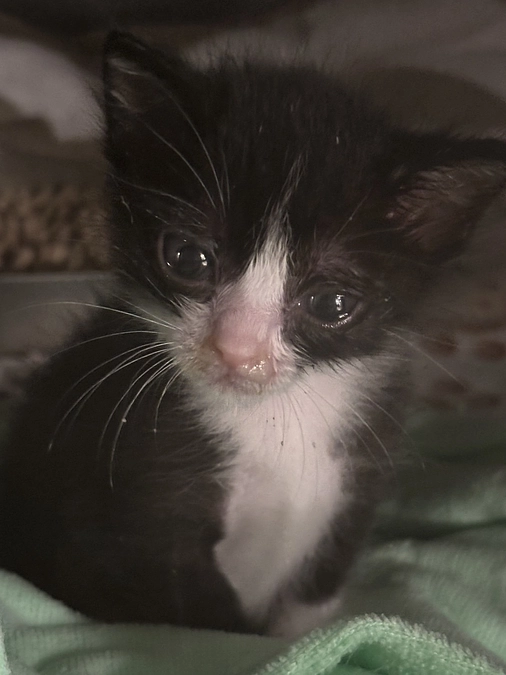 諦めないという想いが繋ぐ命