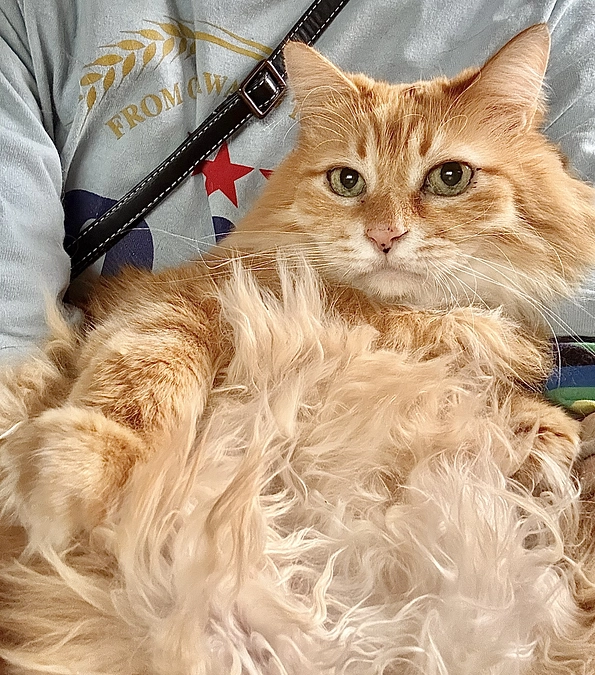 明日トライアルのひまわり