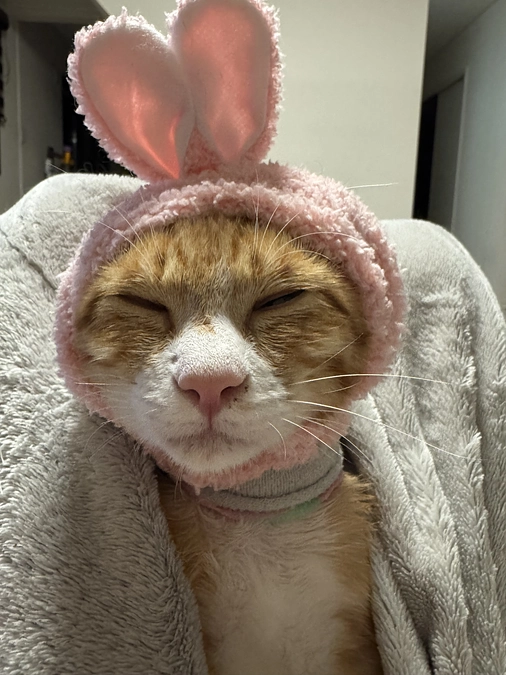 リターンの発送とぺろの手術について