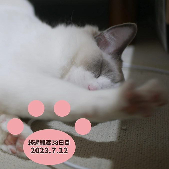 経過観察38日目(2023.7.12)