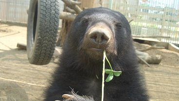 一頭でも多くの命を救いたい〜施設維持のためにご協力をお願いします〜 のトップ画像