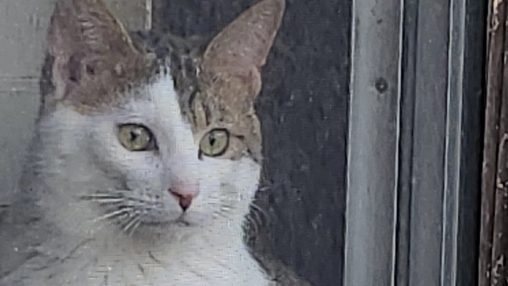 ねこねこはうす拡大へ