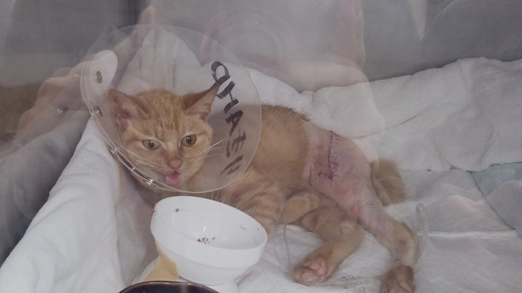 もう一度走りたい‼️‼️野良猫ゴー君に未来を!!