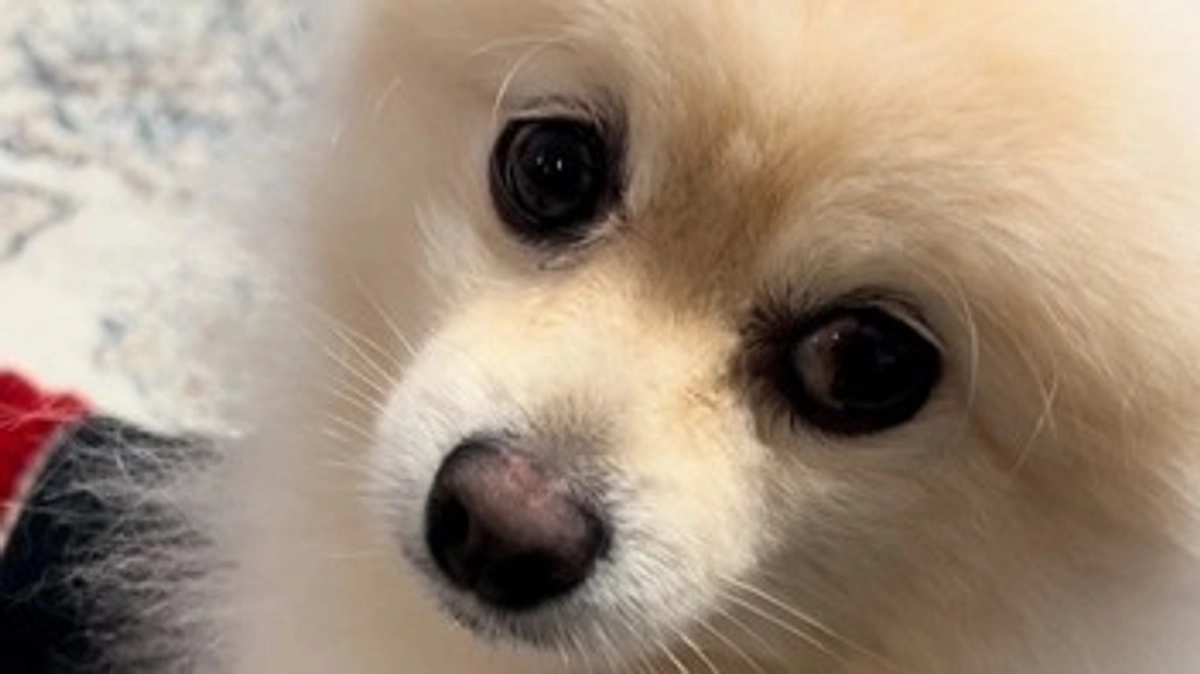 公開３４日目（残り５日）