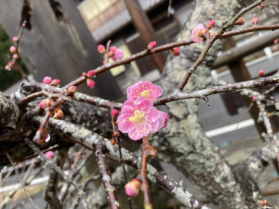 【木札】【陣羽織】お礼の手紙とリターンの発送をさせていただきます