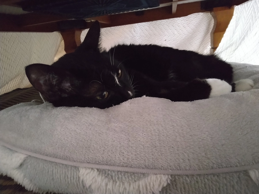 7/4はなちゃんの様子(発作あり)