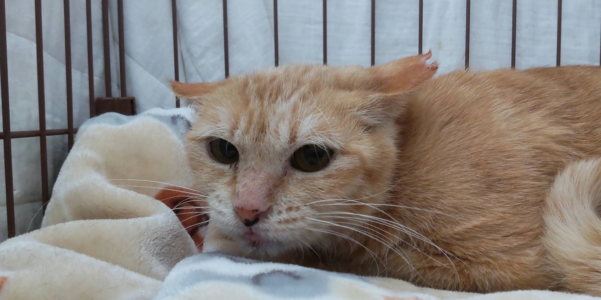 ブンブンブン ハチが飛ぶ