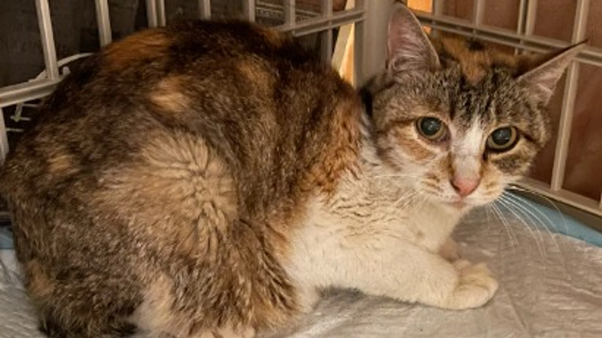 緊急事態発生！出産がはじまりました。でも・・・