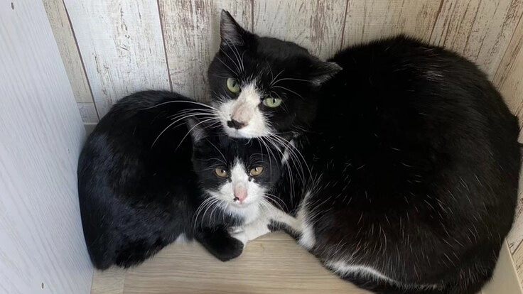 日頃の虐待や殺処分から大切な命を救いたい…