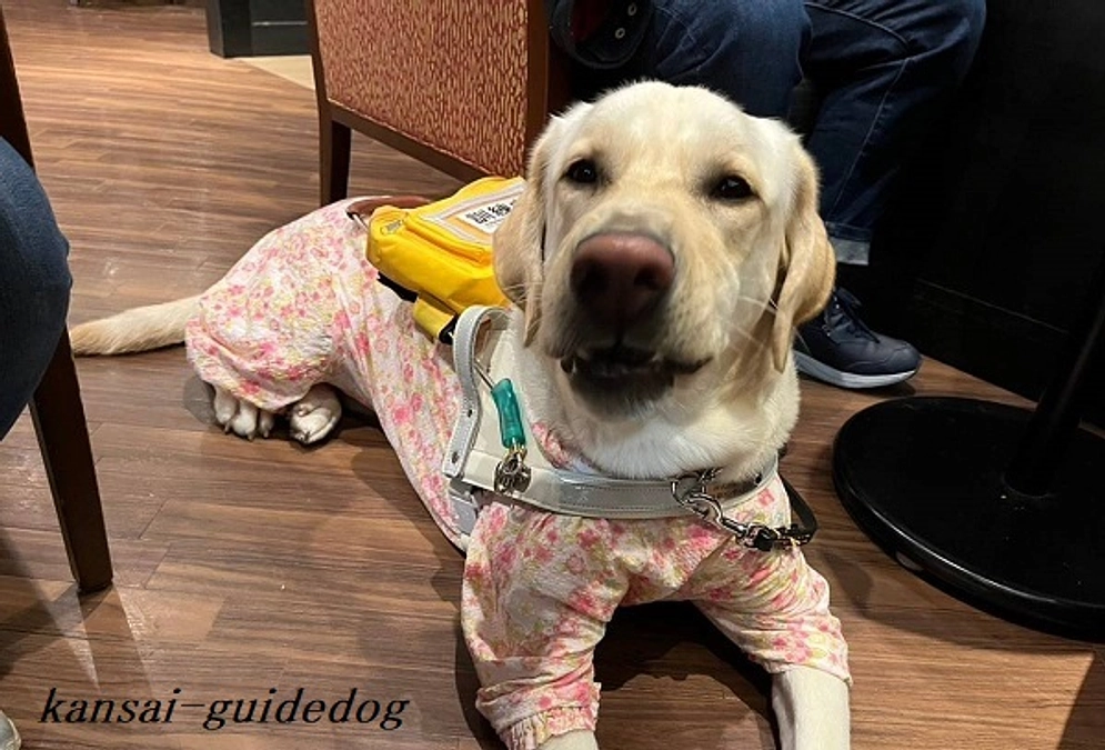 身体障害者補助犬法(2024/02/28）