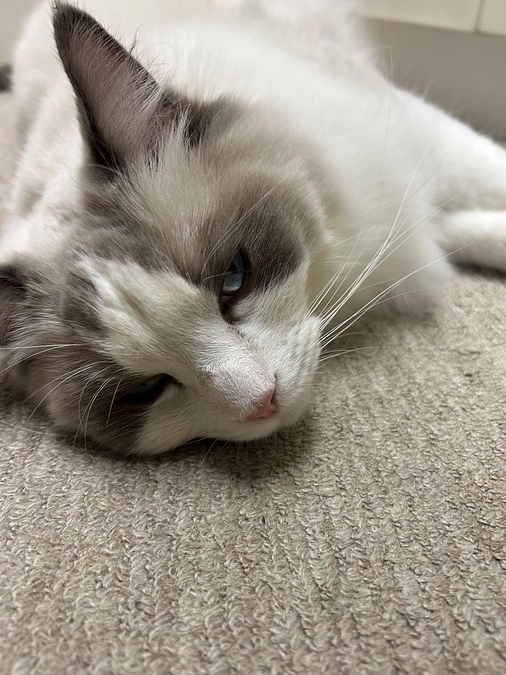 キャットフードをたべません&トイレ問題…