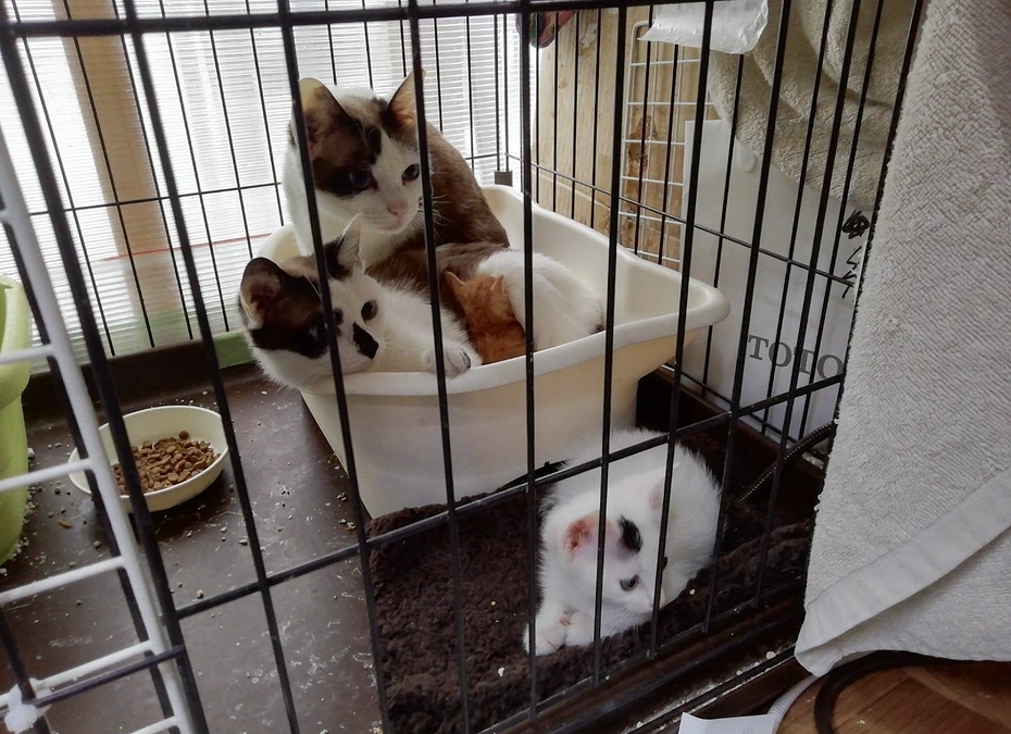 【活動報告】第2回の医療費支援を実施。5頭の猫の医療費支援を行いました。