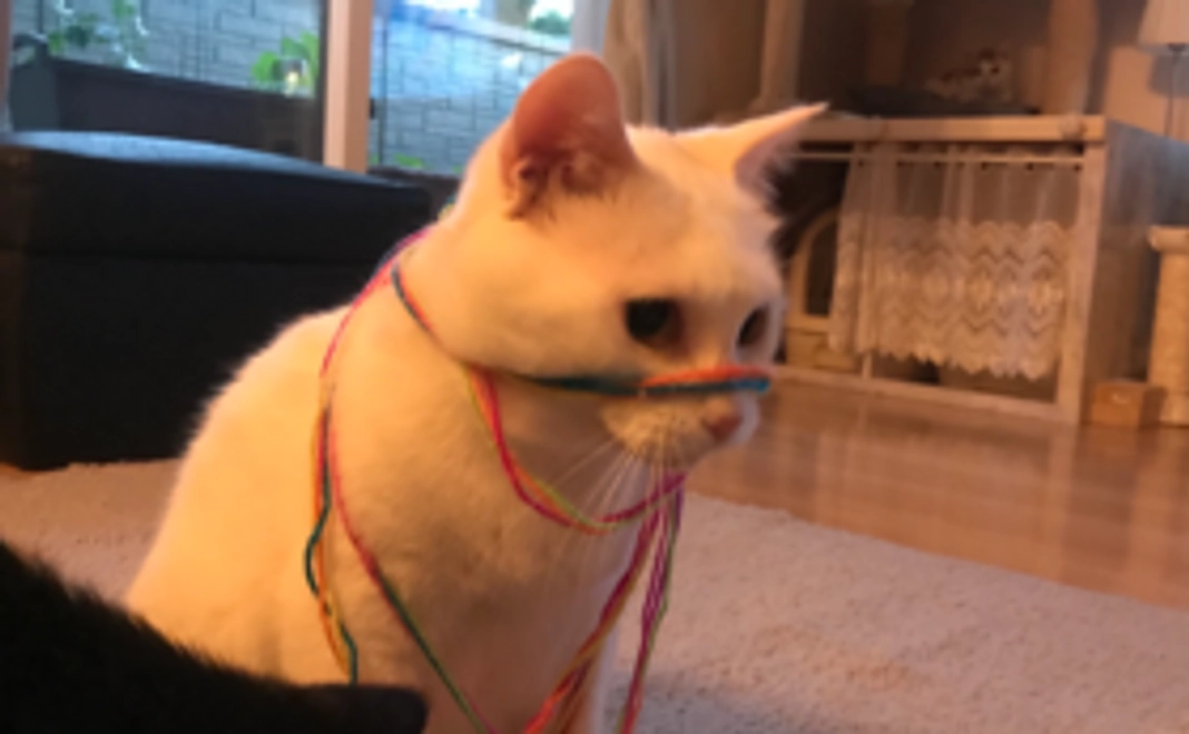 ナッツ感謝のメール