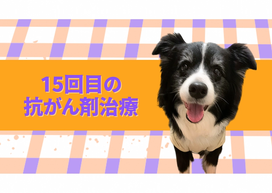 15回目の抗がん剤治療の日