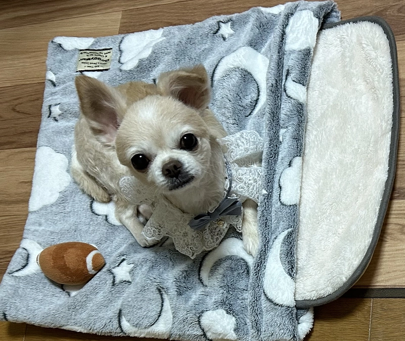 1/8病院へ行ってきました。バニラは元気に過ごしています。