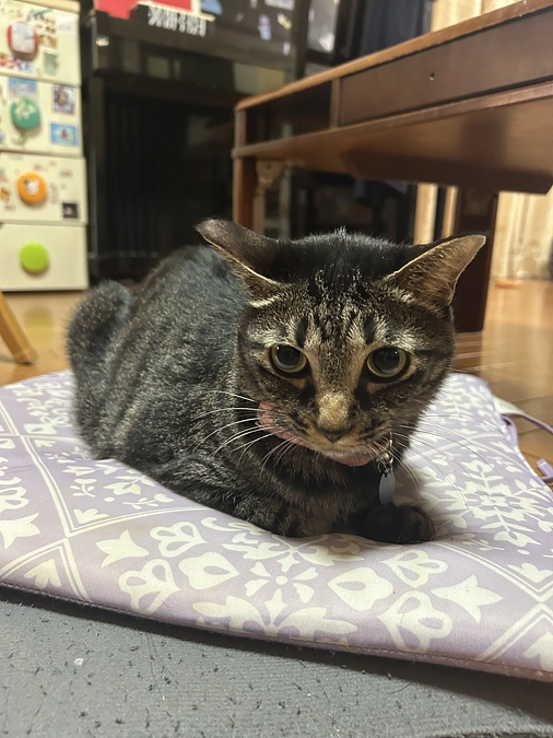 猫が吐くのは？