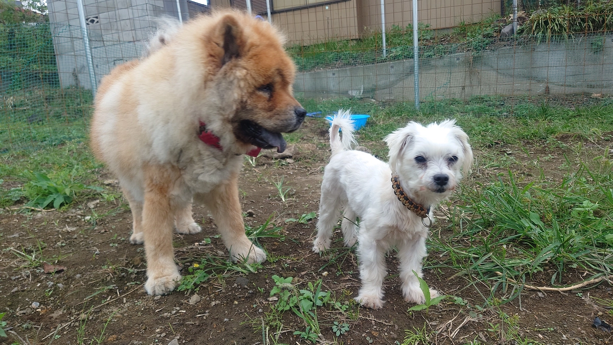 いよいよ大吉のトライアル！／10月収支報告