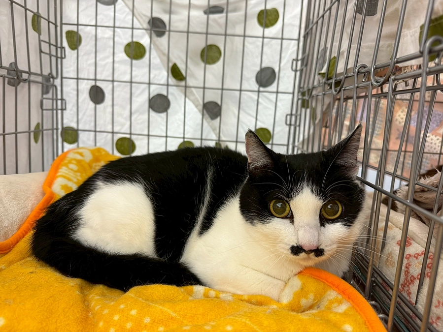 5月の活動報告　カワトクさんでにゃんぶまつり&譲渡会を開催いたしました！