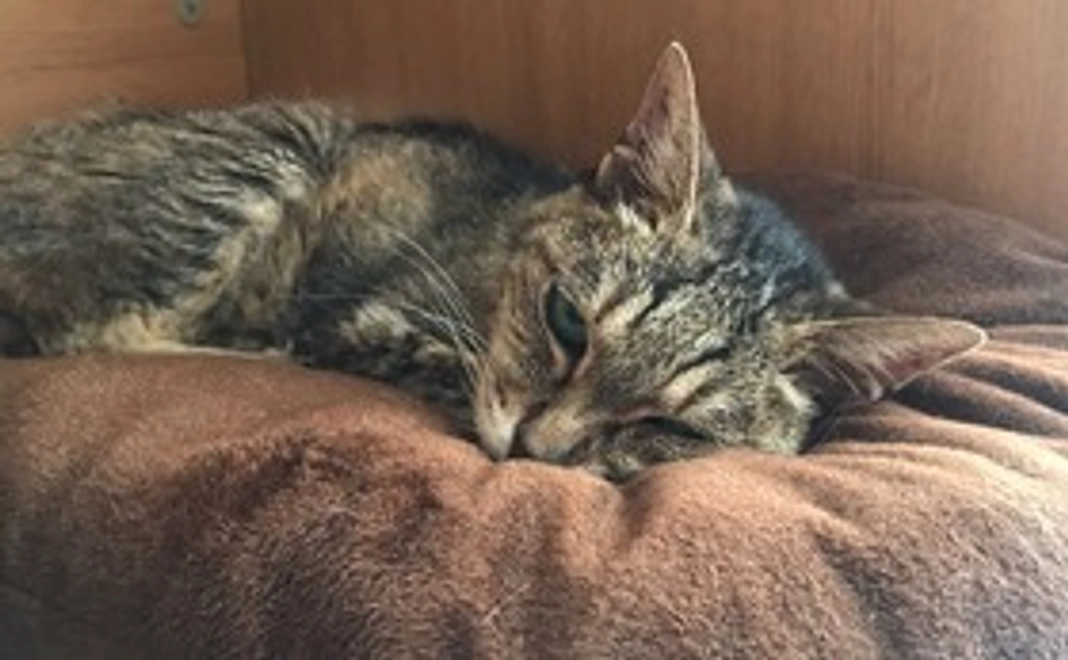 がんばれ！たみこちゃん