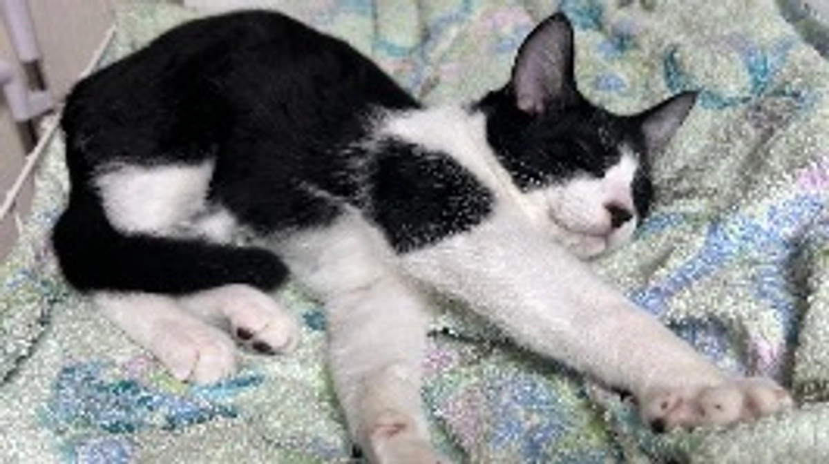 11月2日 〜 治療経過報告③ 〜