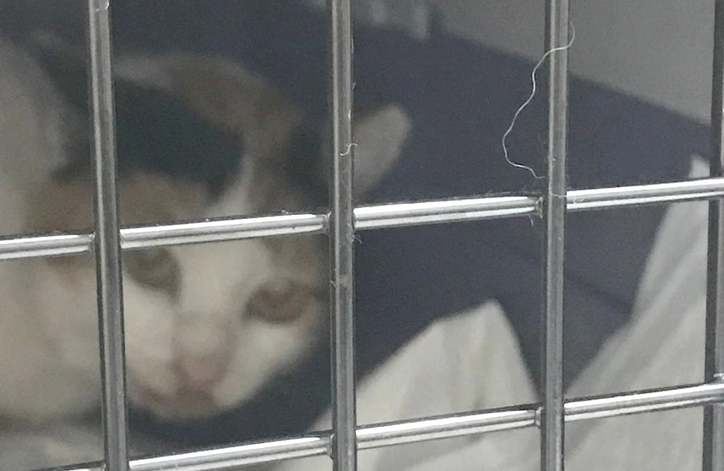 マザールーフに捕獲された猫がやって来ました