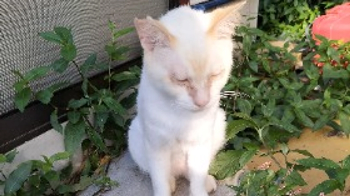 さくら耳の地域猫達