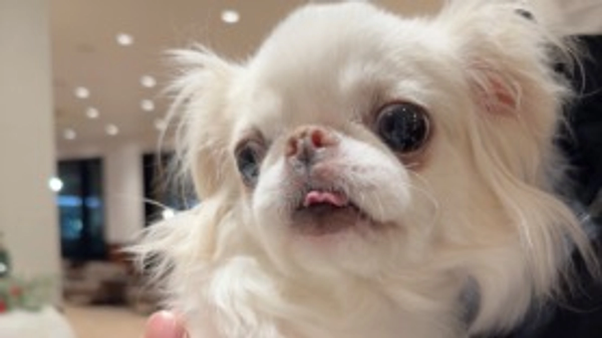 無事退院しました🐶‼️