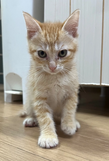 【活動報告】レスキューした子猫達、12匹について