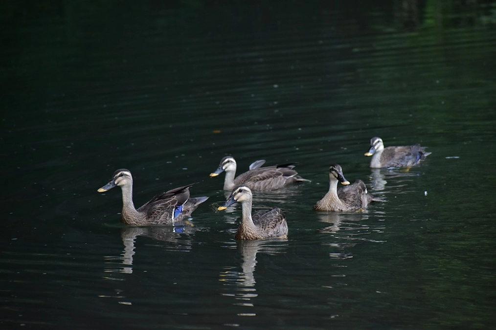 【リリース情報】5羽の孤児　カルガモ兄弟