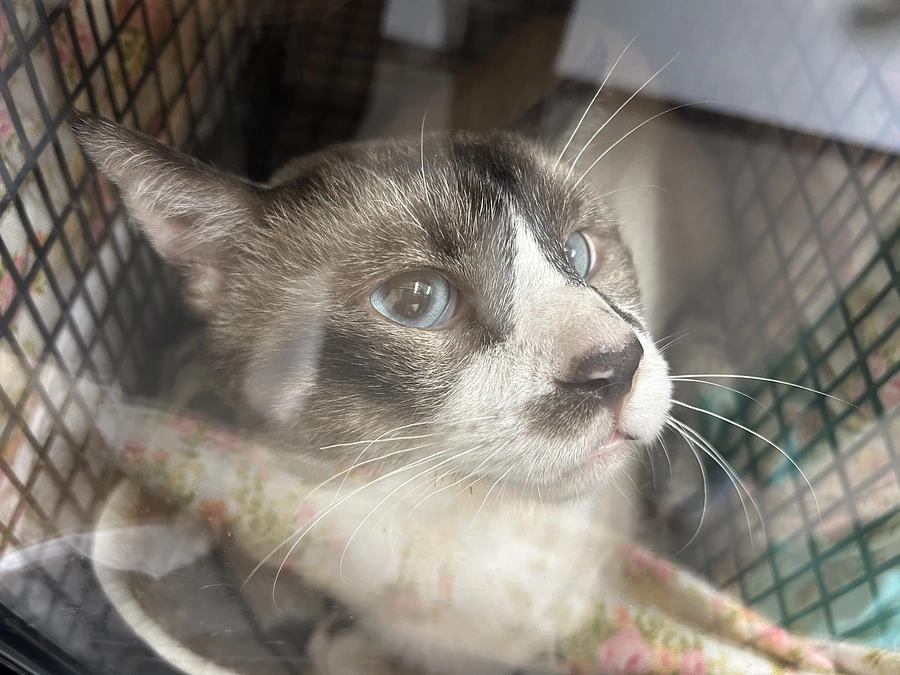 【２００万到達有難うございます】暑いお外の猫さんたちは過酷　TNR活動ご報告です🐱