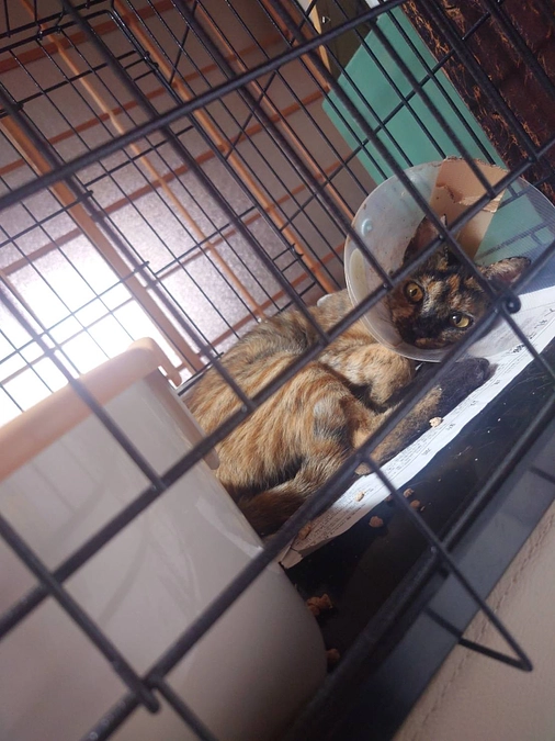 病院へ行ってきました！プロジェクト終了まで後10日。