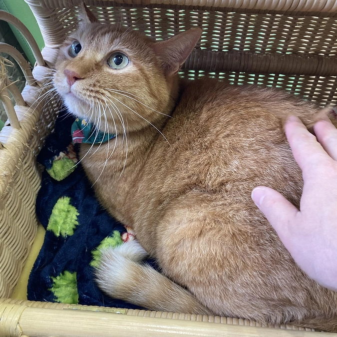 みぃちゃん　ネロちゃん　心臓検査でした