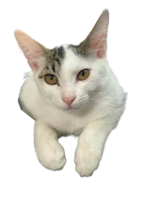 避妊手術予定日