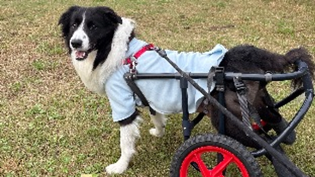 最近のおもちの様子〜大好きなお散歩〜