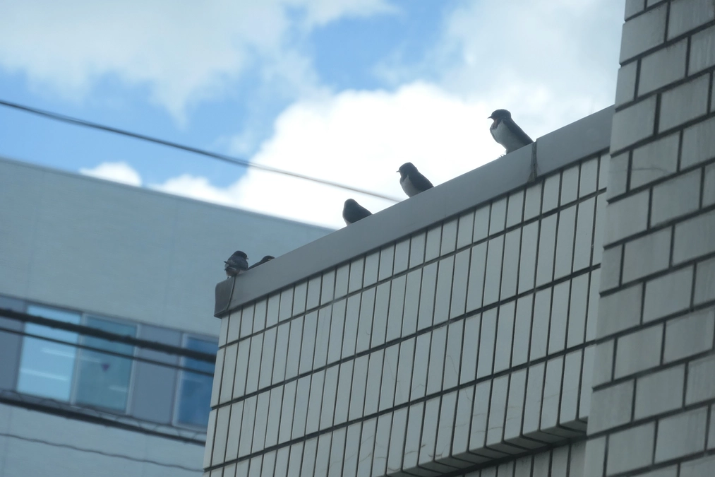 ツバメ物語その2