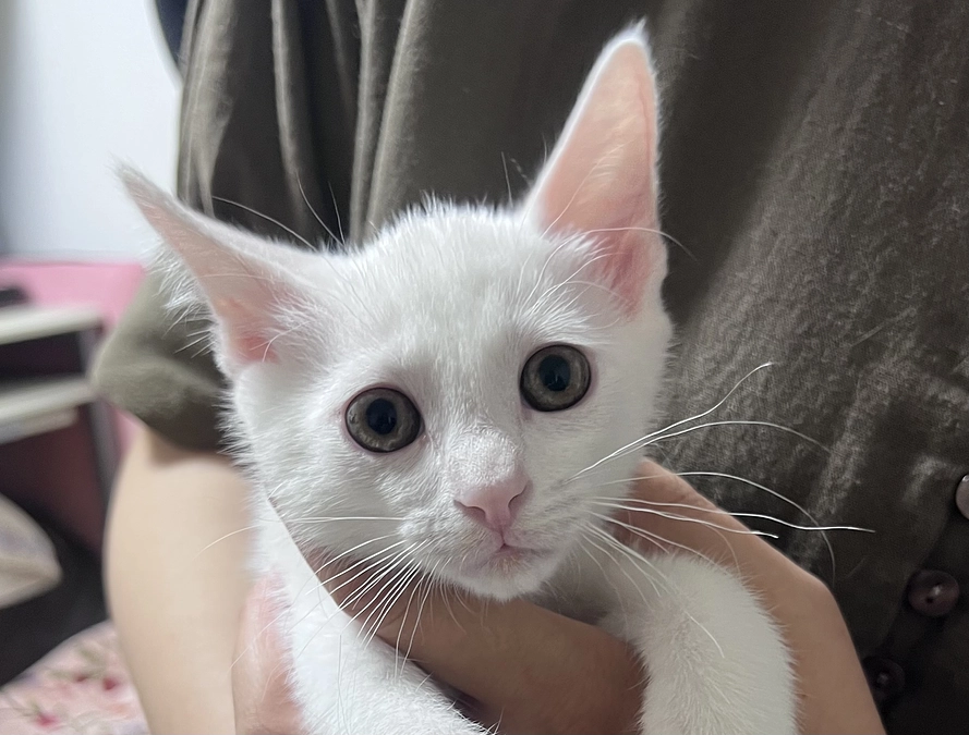 6兄妹の長男シロくん