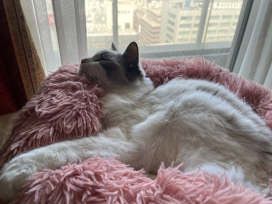 0606 追加の抗生物質と培養結果を貰いに病院へ