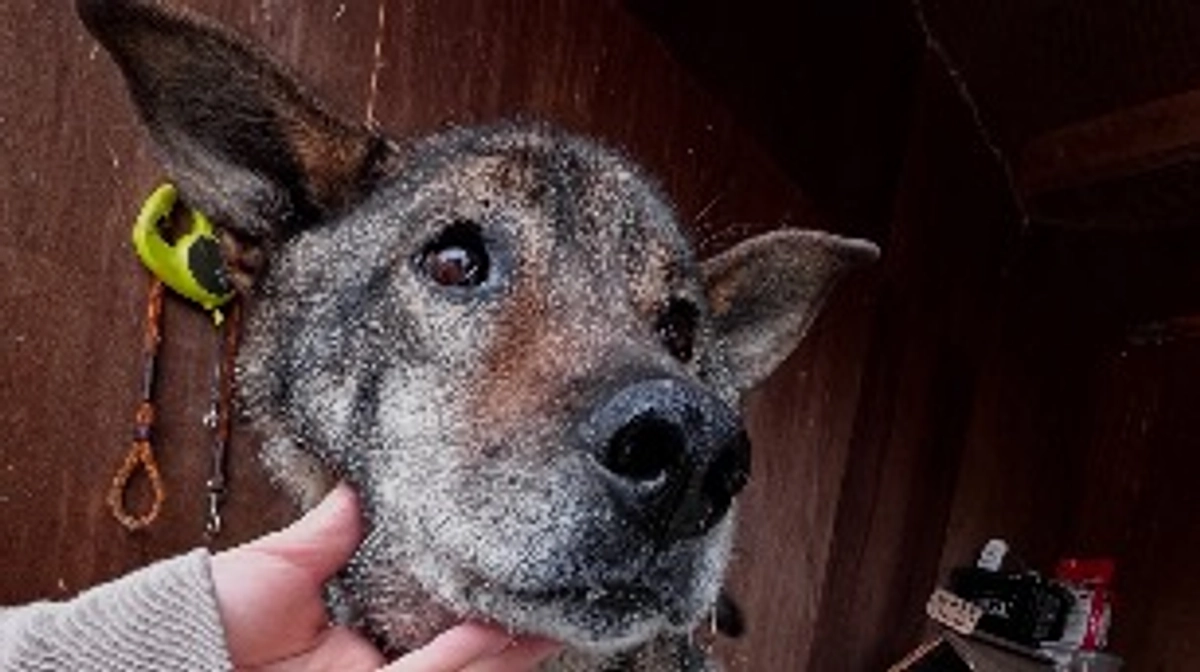 つくしに痛みなく楽しい時間を...