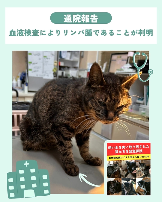 これから穏やかに過ごしてもらうはずだったのに…😣