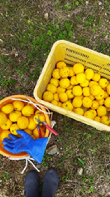 11/16~11/17、「野村モデル」の第2システム・第3システムの試行を兼ねて野村を訪れました！②