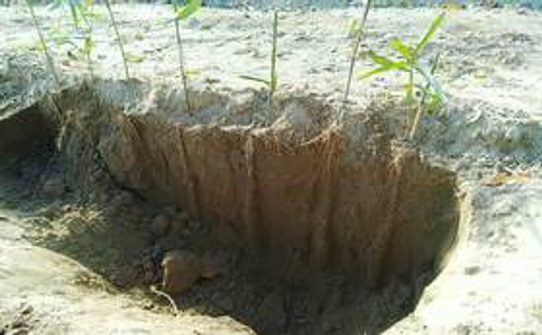 自然薯オーナー制