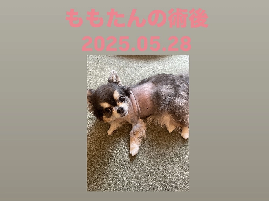 ももたんの術後12日目(5/28)