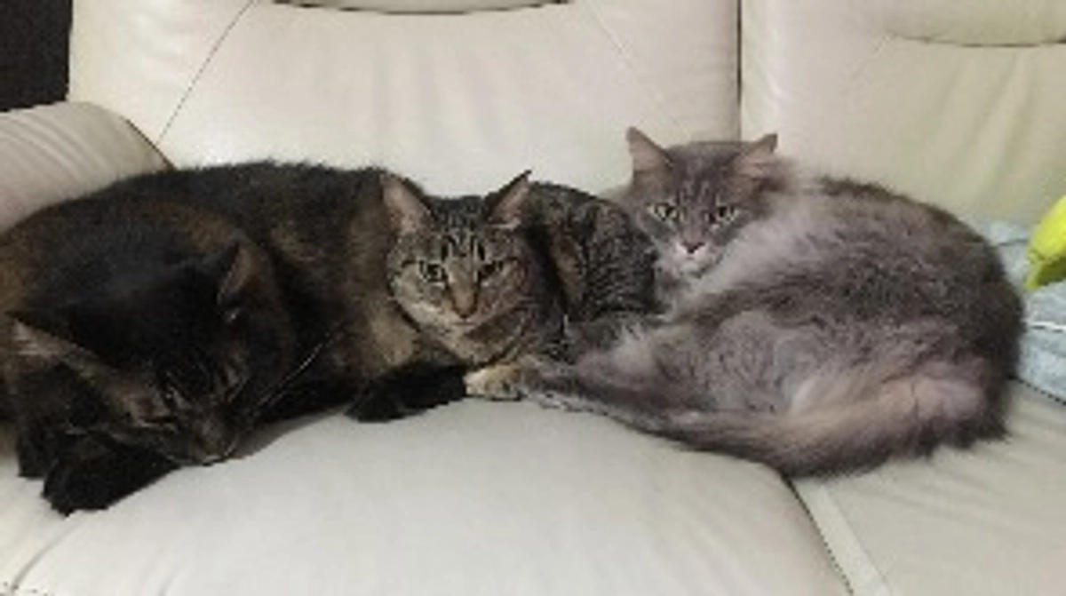 12月に突入しました！