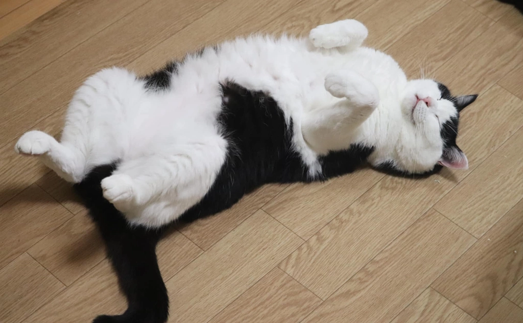 猫達の未来を応援コース（30000円）　