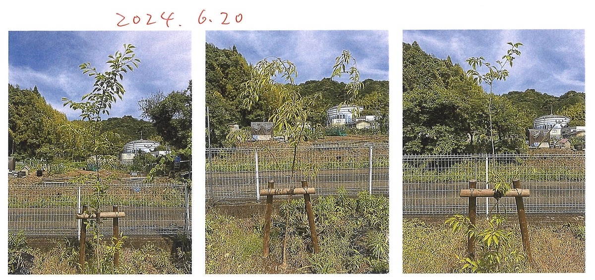 左から ソメイヨシノ・ヤエベニシダレ・ジンダイアケボノ です。