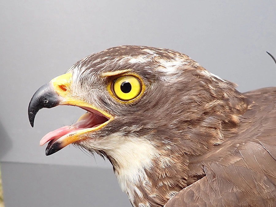 捕獲個体の情報