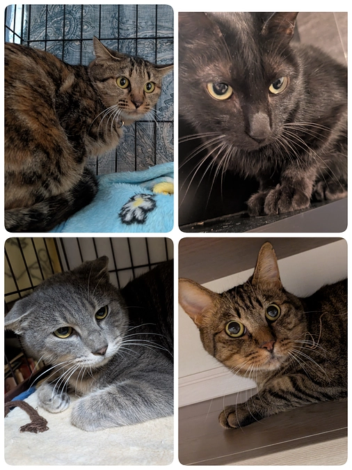 4匹の医療について