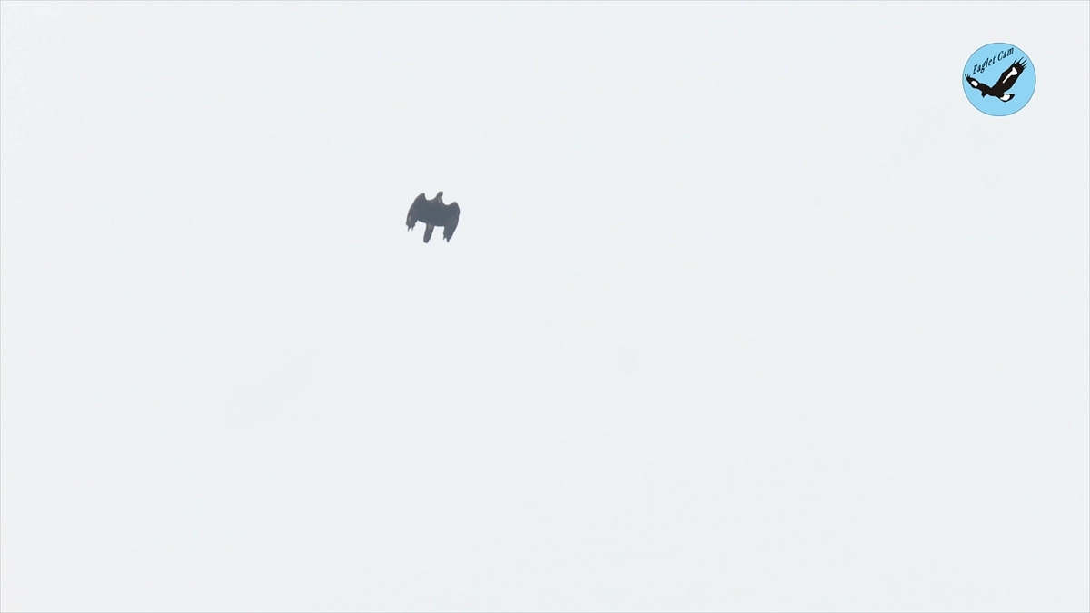 伊吹山のイヌワシ繁殖状況2024年3月末