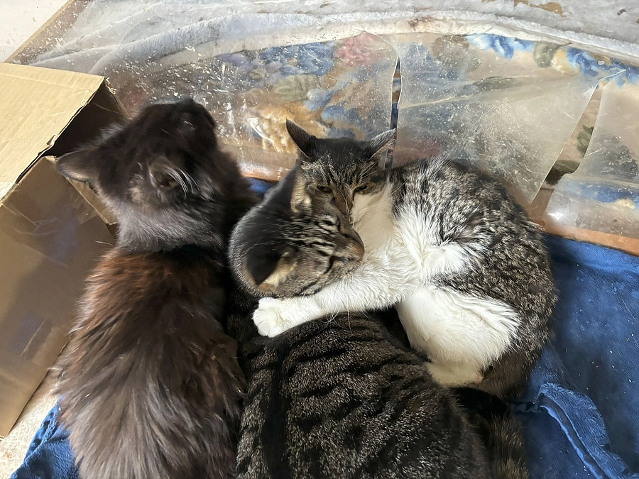 令和5年11月30日（木曜日）チビとアトムがくっついて寝てました。