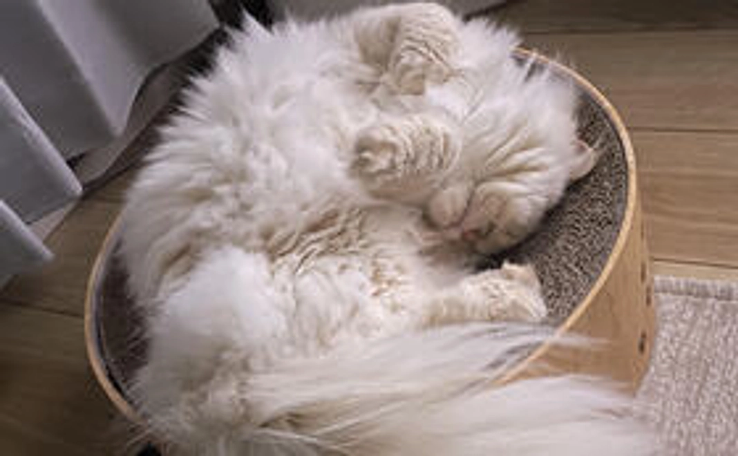 感謝の動画＋メール